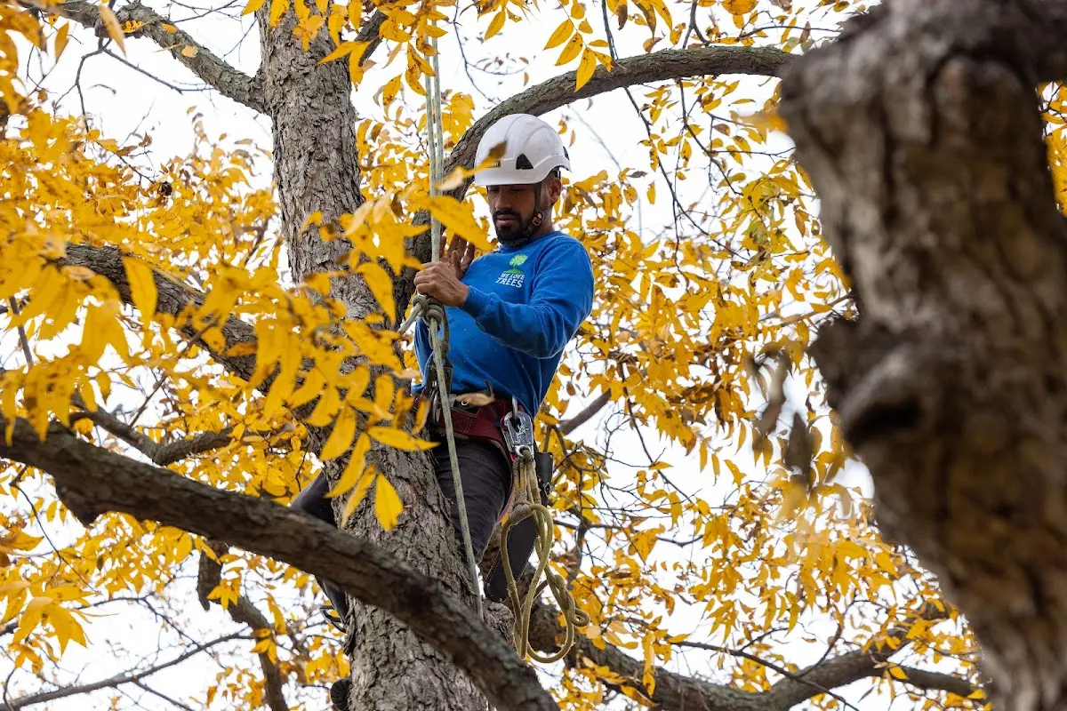 Skilled Tree Planting crew working in Clayton